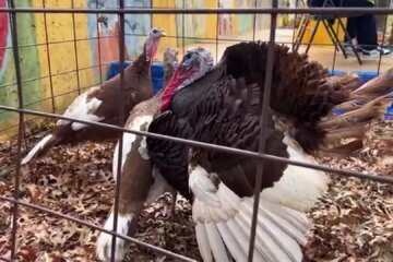 Maryland students rally to pardon turkey