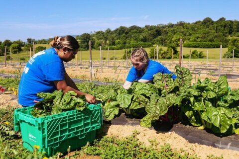 Nonprofit Loudoun farm donates a quarter million pounds of food