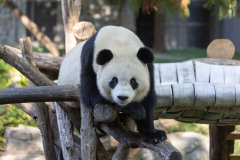 New video of pandas at National Zoo released