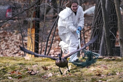 Rescuers rush to save geese and ducks soaked in oil due to spill in Boston river