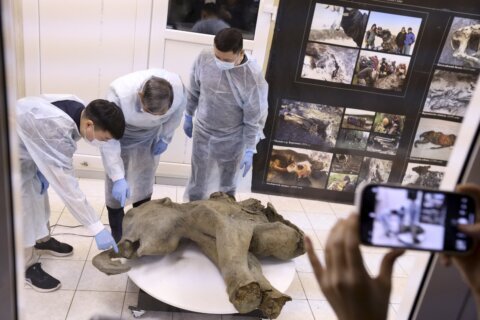 Baby mammoth preserved for 50,000 years is unveiled in Russia’s Siberia