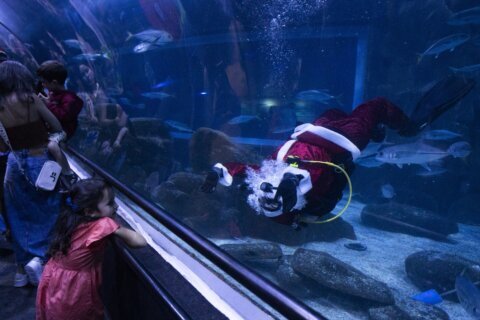 Santa Claus joins sharks for a holiday swim at a Rio de Janeiro aquarium