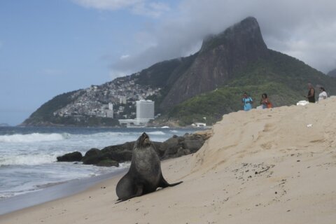 Not quite the ‘Girl from Ipanema’, a fur seal’s rare appearance on Rio’s famous beach turns heads