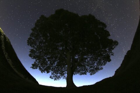 Britain’s famous Sycamore Gap tree is gone. 2 men accused of cutting it down are going on trial