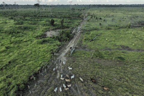 Brazilian beef and leather companies fall short in tackling deforestation, a study finds