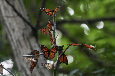 U.S. wildlife officials plan to list monarch butterflies as threatened species