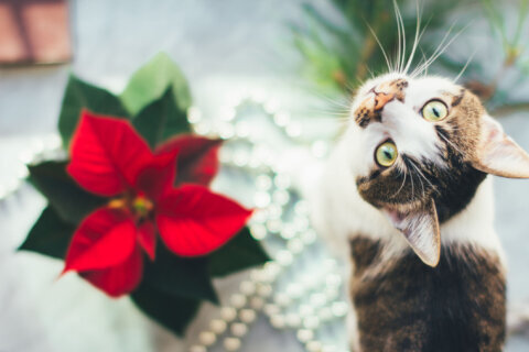 Which holiday plants are bad for your pets?