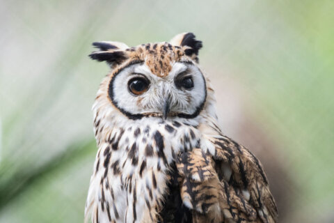 An owl came down a chimney and perched on a Christmas tree in Arlington