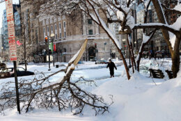 WASHINGTON - FEBRUARY 11:  A pedestrian walks behind tree branches that snapped from the weight of thick snow following yesterday�s snowstorm February 11, 2010 in Washington, DC. Washingtonians had to dig out again after the region was hard hit by a second mega snowstorm in five days making 2009 - 2010 the snowiest winter since the record has been kept in 1870.  (Photo by Alex Wong/Getty Images)