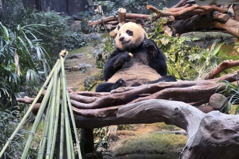 Pandas An An and Ke Ke celebrate their 1st Christmas in Hong Kong