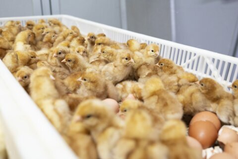 The US egg industry kills 350 million chicks a year. New technology offers an alternative