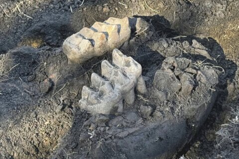 New York man finds mastodon jaw while gardening in his backyard