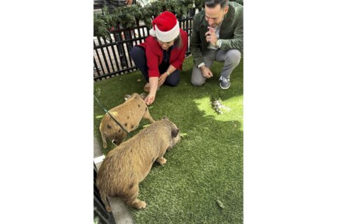 Baby pigs get Christmas pardon from Florida mayor in a Cuban twist on White House turkey tradition