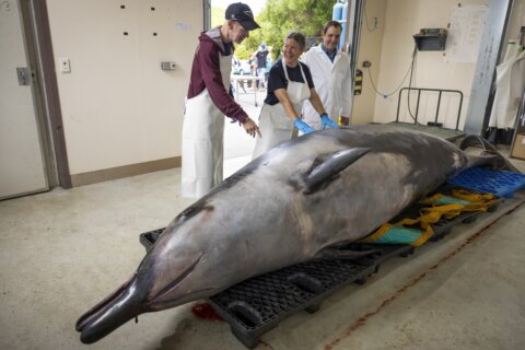 This whale species is so rare it’s never been seen alive. A dissection may decode its mysteries