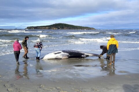 New Zealand scientists suspect specimen of world’s rarest whale died from head injuries