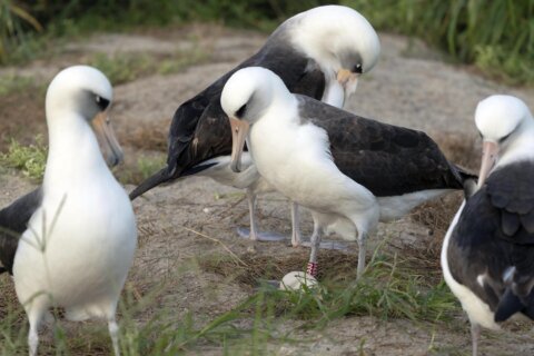 World’s oldest-known wild bird lays an egg in Hawaii at age 74