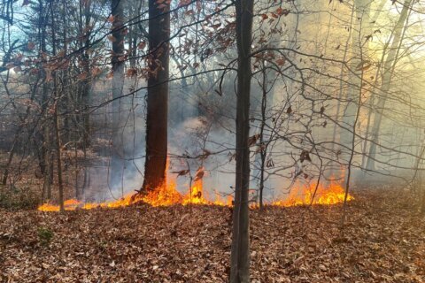 Firefighters battle multiple fires throughout DC’s Rock Creek Park