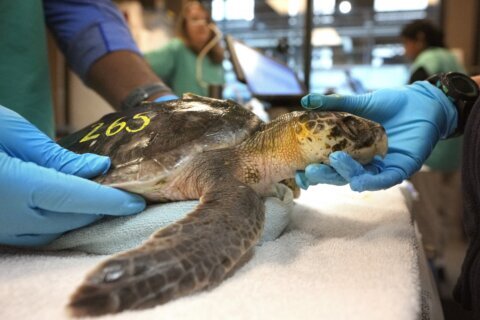 Global warming fills New England’s rich waters with death traps for endangered sea turtles