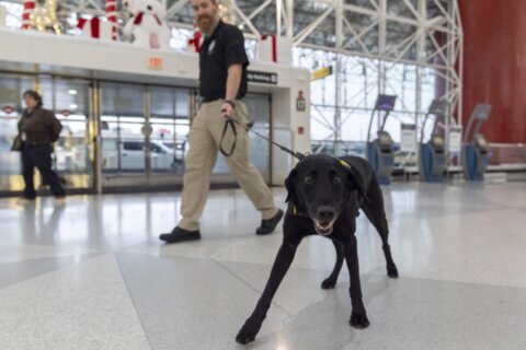 Argo the dog, a TSA calendar star, protects air travelers by sniffing out explosives