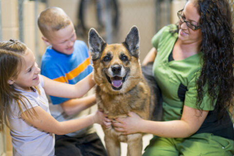 Montgomery Co. considers cutting down time before stray pets are put up for adoption