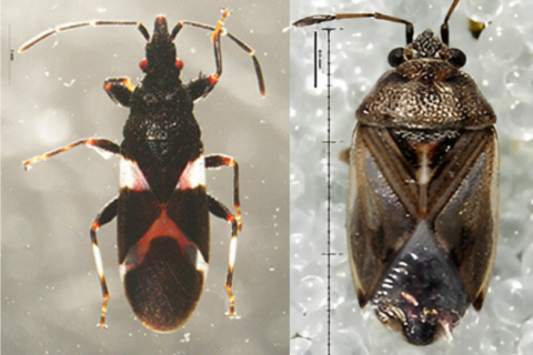 Two dangerous bugs, capable of devastating crops, caught at Dulles airport