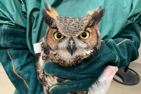 Great horned owl gets send-off at Manassas National Battlefield Park