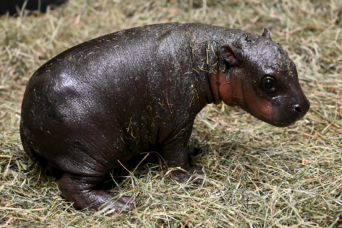 Endangered pygmy hippo born at Virginia zoo