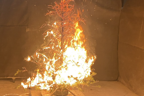 The massive difference between a hydrated Christmas tree and the one you forget to water