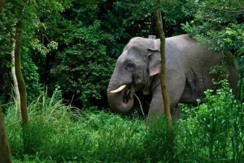 Spanish woman killed by elephant in Thailand while bathing animal, police say