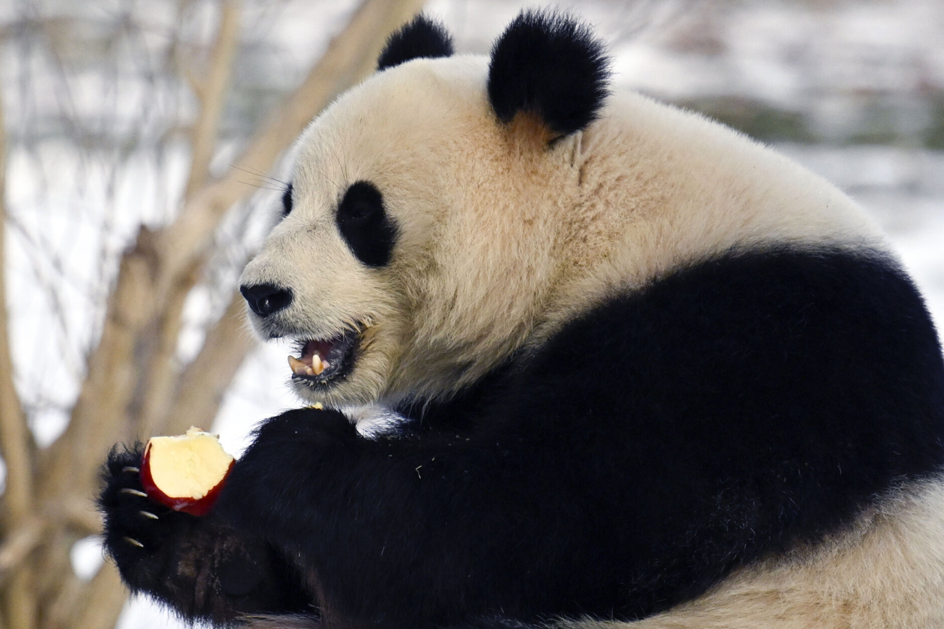 panda eating apple