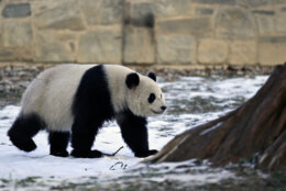 panda walking