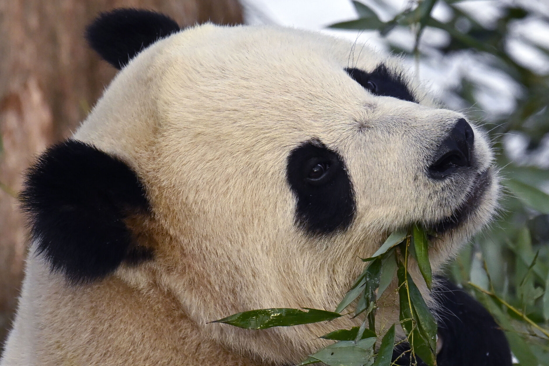 Bao Li, o panda macho, come folhas de bambu durante a estreia pública dos pandas gigantes no Zoológico Nacional na sexta-feira, 24 de janeiro de 2025, em Washington. (Foto AP/John McDonnell)