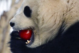 panda eating apple