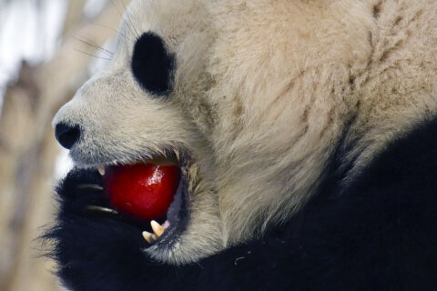 panda eating apple