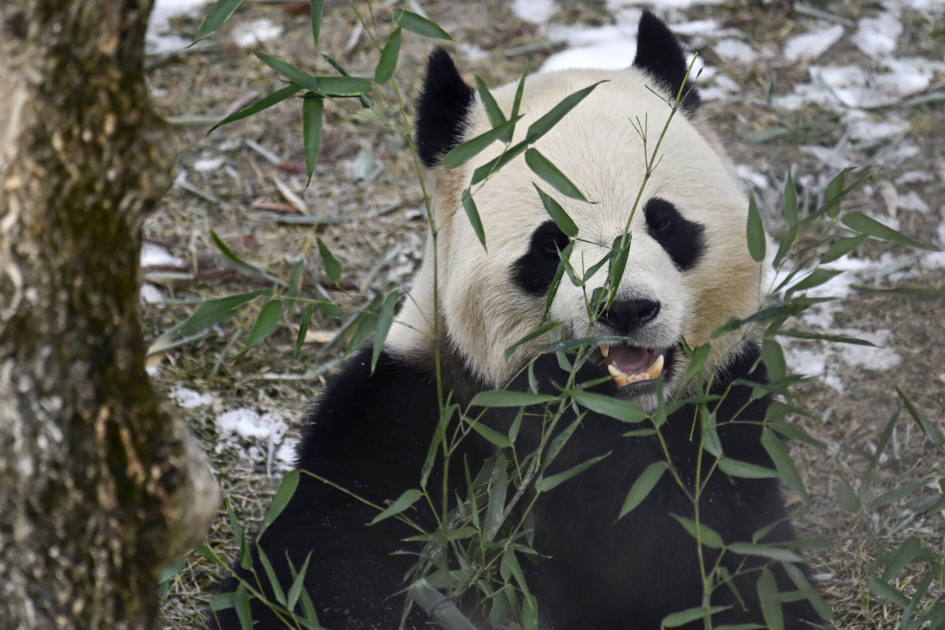 panda comendo folhas