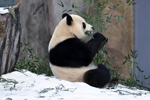 Smithsonian ‘Giant Panda Cam’ returns