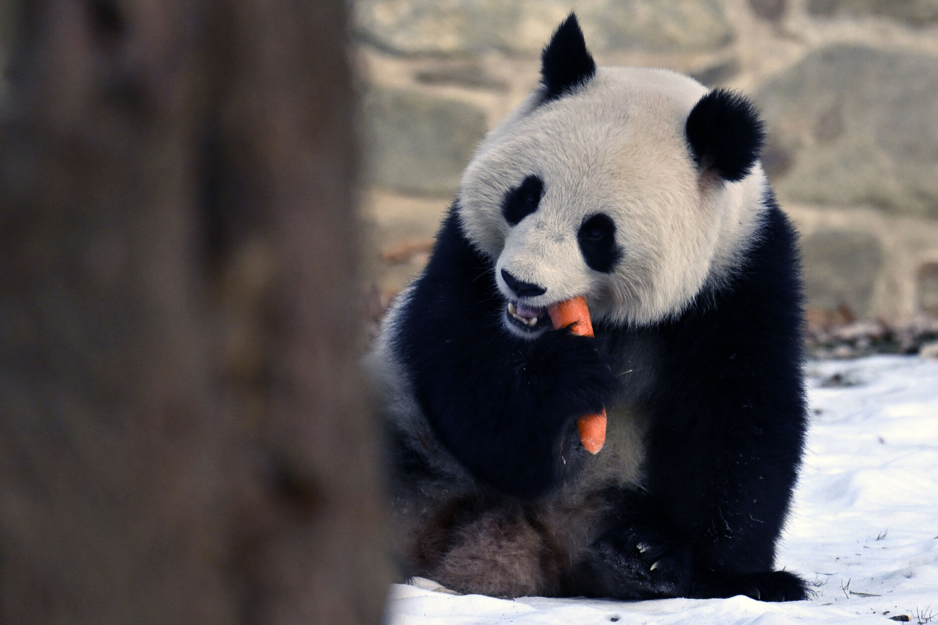 panda comendo cenoura