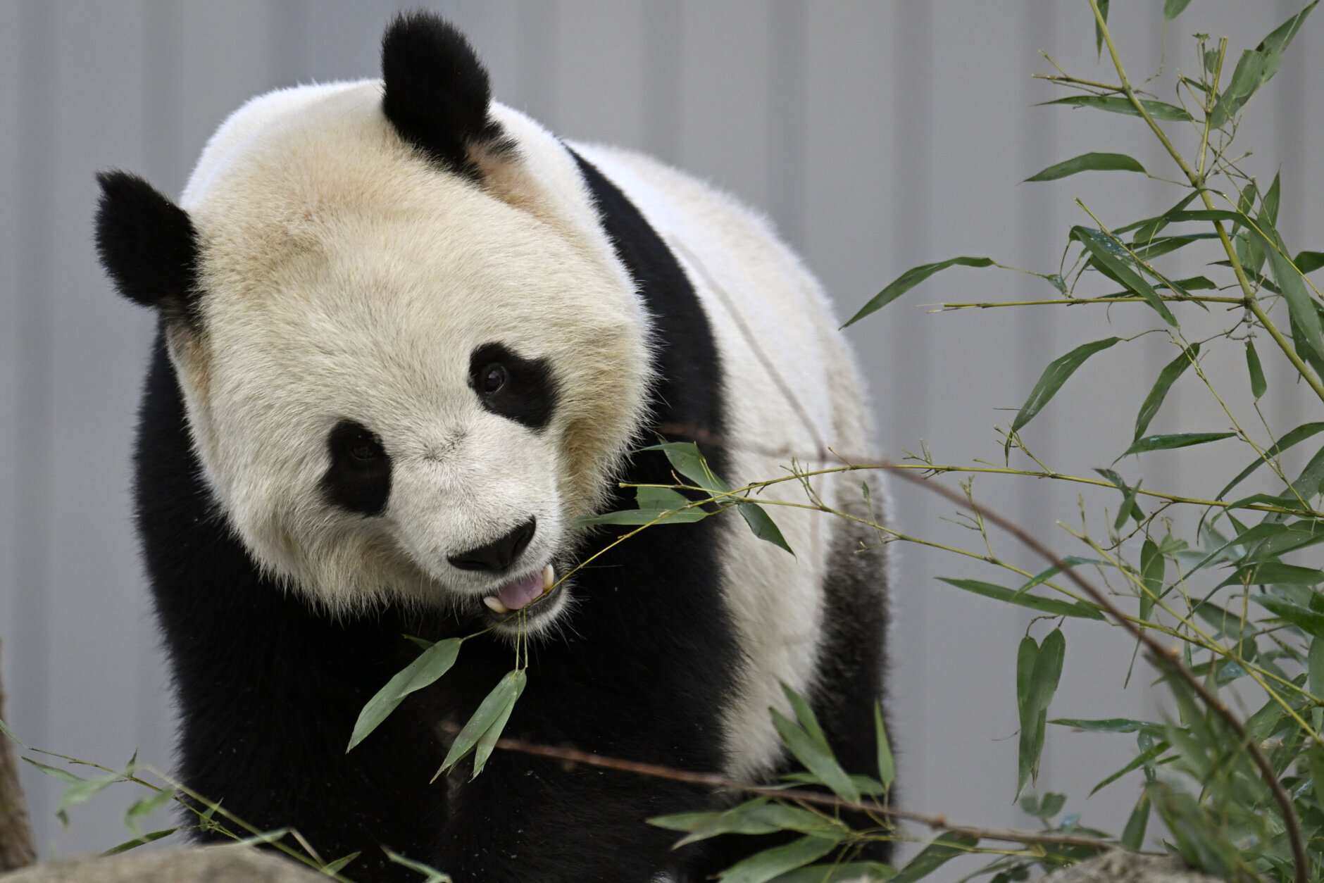 panda eating bamboo