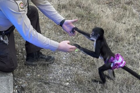 Monkey in a tutu escapes from a home. Missouri sheriff’s office says the capture was ‘bananas’