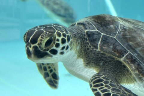 Cold-stunned green sea turtles are recovering at a Florida marine life center