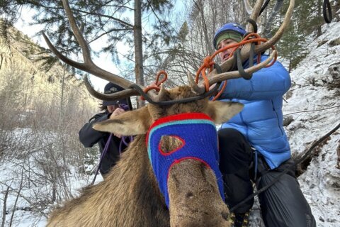 Elk on a shelf: Colorado wildlife officials rescue elk tangled in rope on ice climbing route