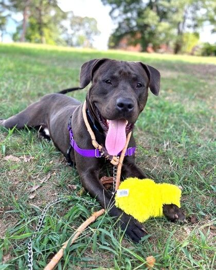 <p>If you’re looking for a sweet and silly companion, Delaney is your guy!</p>
<p>When Delaney first met our animal control officer, he trotted over like he’d been waiting for his ride home all along, and hopped right into the car. How this amazing boy ended up as a stray is beyond us, but we just know his perfect family is out there!</p>
<p>Delaney loves kids but would do best with older ones since he can be a bit exuberant. He also prefers being the only pet, so he can soak up all the love and attention. His favorite activities are curling up on the couch, playing with toys, and heading out for walks. Delaney’s making great progress with his manners — he’s learning to sit, stay, and be patient when he’s excited. At around 80 pounds, Delaney is a big, strong boy with an even bigger heart. He’s a low-maintenance guy who just wants to chill with his humans, and be the best companion he can be. To adopt him, visit <a href="https://www.humanerescuealliance.org/adopt" target="_blank" rel="noopener">humanerescuealliance.org/adopt</a>.</p>
