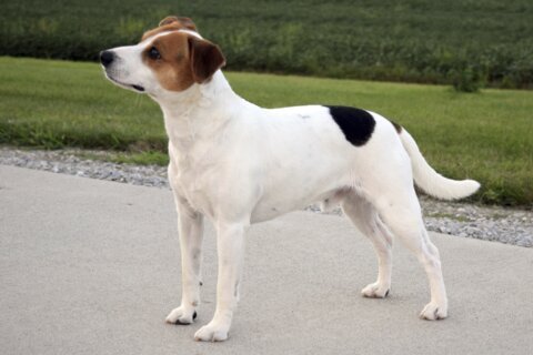 Meet the Danish-Swedish farmdog, the newest breed in the American Kennel Club’s lineup