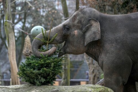 It’s Christmas for the elephants as unsold trees are fed to the animals at Berlin Zoo