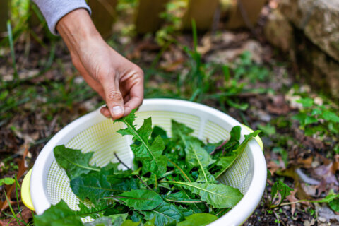 Proposed Maryland bill would let you pick your own food in forests managed by the state