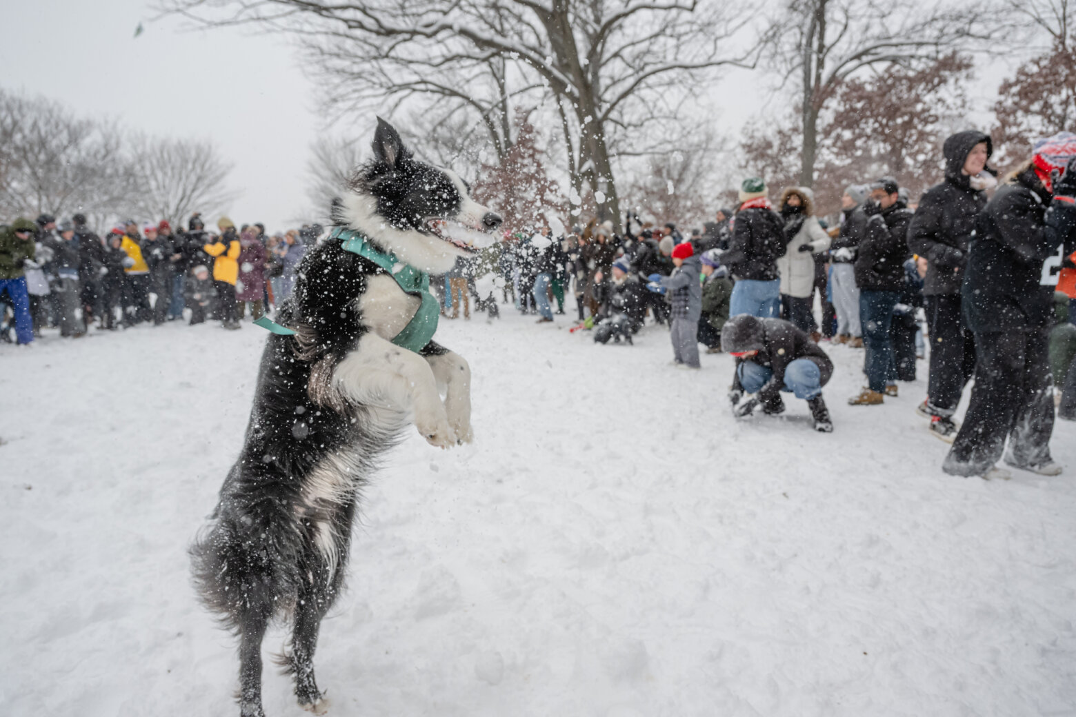 People join snowball fight