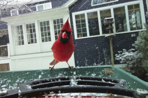 Smart bird feeders gain popularity and spark interest in bird-watching