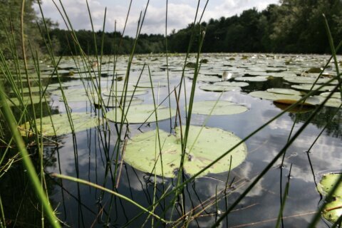 New research shows a quarter of freshwater animals are threatened with extinction