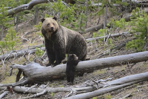 US will keep protecting more than 2,000 Rocky Mountain grizzly bears