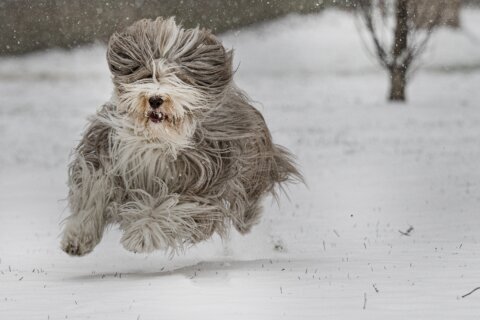 Southern US shivers as new winter storm threatens snow for Texas, Oklahoma and Arkansas